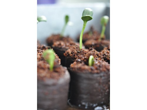 Når frø ikke vil spire