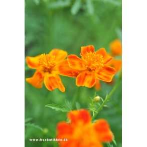Tagetes frø