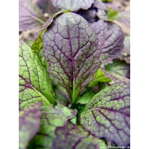 Øko asiatisk grønt frø