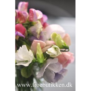 Ærteblomster frø