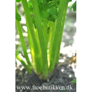 Øko selleri frø