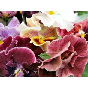 Stedmoderblomster frø