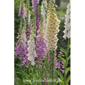 Blomster til vinterdyrkning