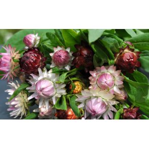 Evighedsblomster frø