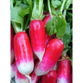 Radiser - Ræddiker frø