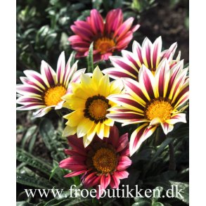 Påfugleblomst frø