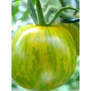 Grønne tomater frø