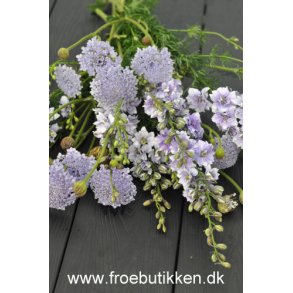 Kniplingsblomster frø