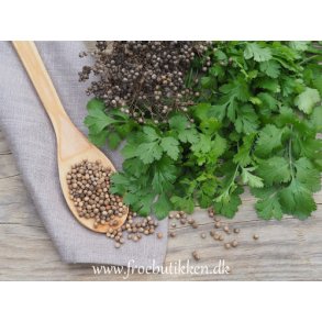 Øko koriander frø