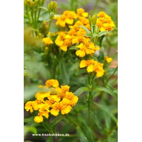 Spiselig Tagetes