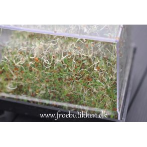 Øko spirer og mikrogrønt frø