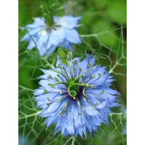 Jomfru i det grønne frø