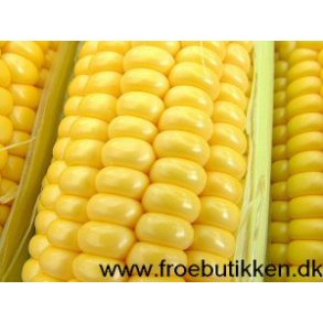 Øko majs frø