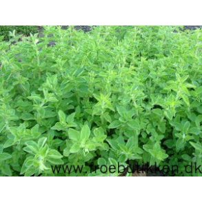 Oregano frø
