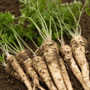 Persillerod fr&oslash;