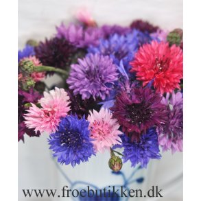 Kornblomster frø