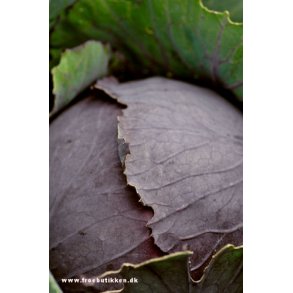 Hvidkål - rødkål frø