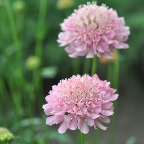Enkeblomst fr&oslash;