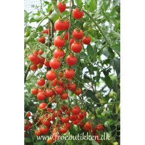 Røde tomater frø