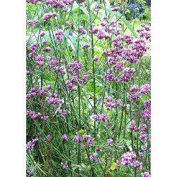 Kmpejernurt. Verbena bonariensis. Fr.