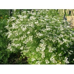 Koriander. Coriandrum sativum. Fr.