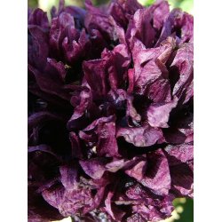 Opiumvalmue. Black paeony. Papaver somniferum. Fr