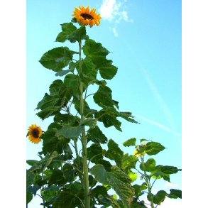 Solsikker. Helianthus annuus. Giganteus. Fr