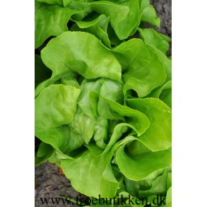 Salat. Matilda. Lactuca sativa var. longifolia. kologisk Fr.