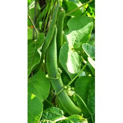 Bnner. Prizewinner. Phaseolus coccineus. Klatrende. Fr.