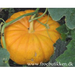 Grskar. Gele reuzen. Cucurbita maxima. Fr.