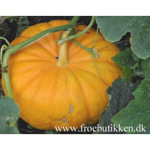 Gr�skar. fr�. Gele reuzen. Cucurbita maxima. Ca. 10 Fr�.