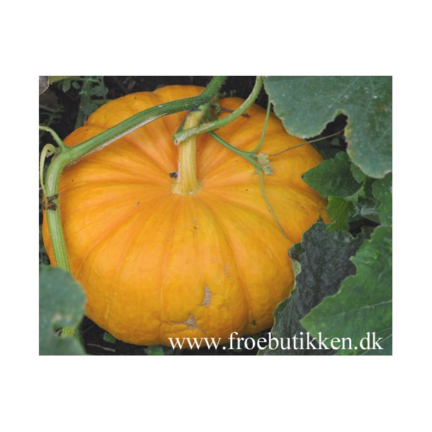Gr�skar. fr�. Gele reuzen. Cucurbita maxima. Ca. 10 Fr�.