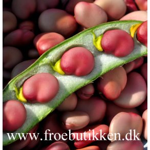 Valske bnner. Karmazyn. Vicia faba. Fr