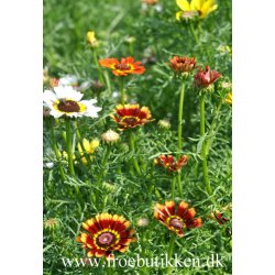 Okseje. Flerfarvet. Merry mixed. Fr