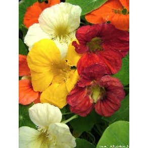 Blomsterkarse. Mix. Tropaeolum majus. kologisk. Fr