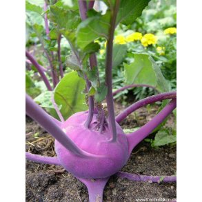 Glaskl. Blaro. Rd. Brassica oleracea Gongylodes. kologisk Fr.