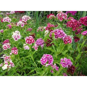 Studenternellike. Dianthus barbatus. Mix. kologisk. Fr.