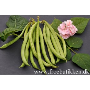 Bnner. Maxi. Phaseolus vulgaris. Buskbnner. kologisk. Fr.