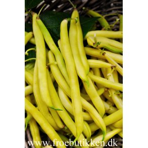 Bnner. Kinghorn wax. Buskbnner. Phaseolus vulgaris. Fr.