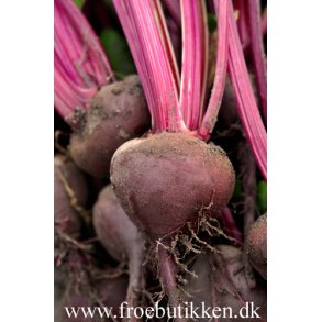 Rdbeder. Egyptische Platronde. Beta vulgaris. kologisk. Fr.