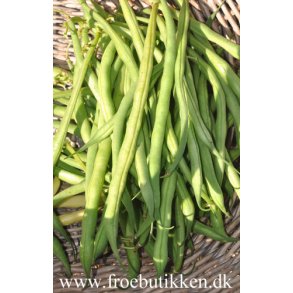 Bnner. Argus. Phaseolus vulgaris. Buskbnner. Fr.