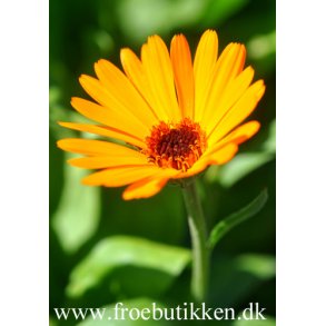 Morgenfrue. Nova. Calendula officinalis. kologisk Fr.