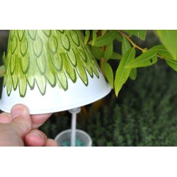 Snegleklokke. rd-gul