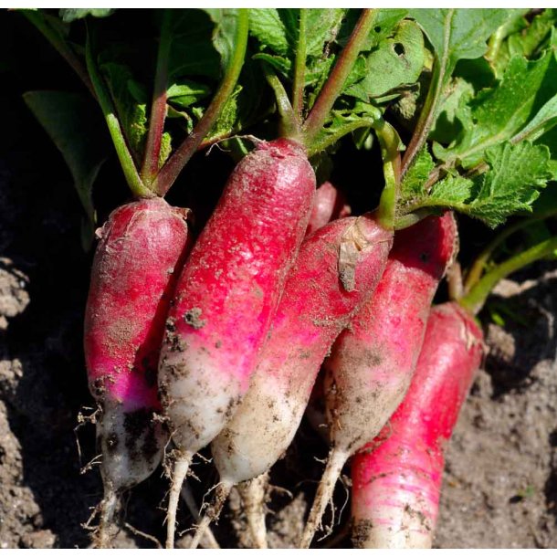 Radiser. 18 Jours. Raphanus sativus. kologisk. Fr.