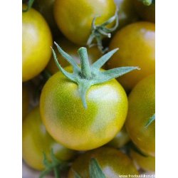 Tomat. Green grape. Solanum lycopersicum. Fr