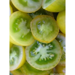 Tomat. Green grape. Solanum lycopersicum. Fr