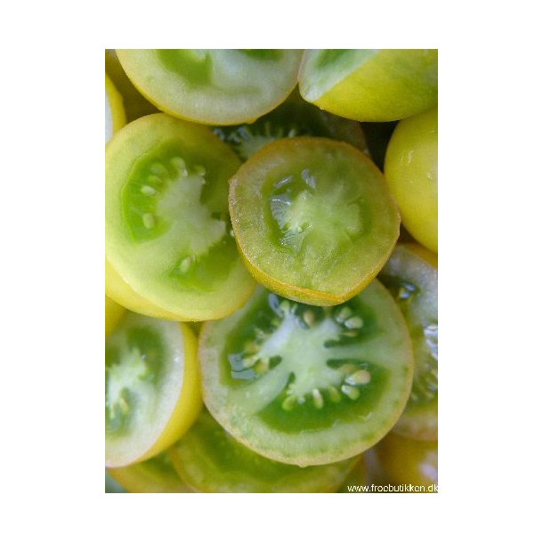 Tomat. Green grape. Solanum lycopersicum. Fr