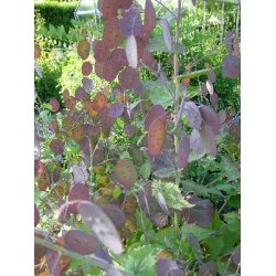 Judaspenge. Lunaria annua. Violet. Fr.