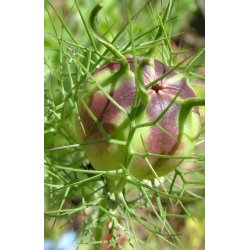 Jomfru i det grnne. Nigella damascena. Miss Jekyll. Bl. Fr.