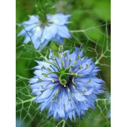 Jomfru i det grnne. Nigella damascena. Miss Jekyll. Bl. Fr.